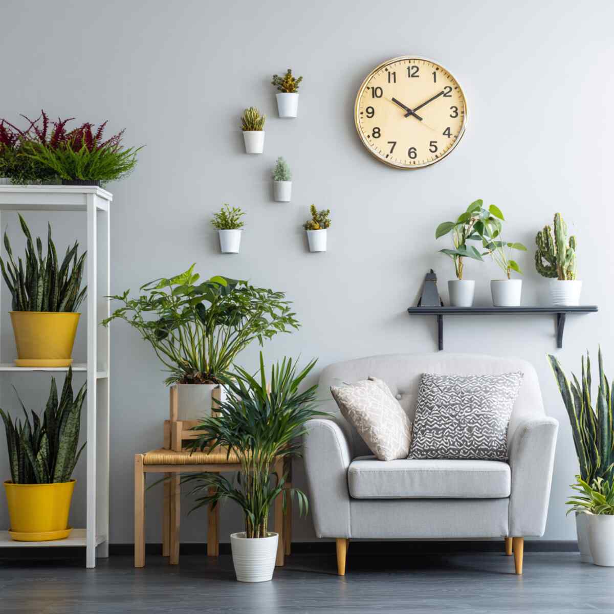 Above Indoor Plants Display