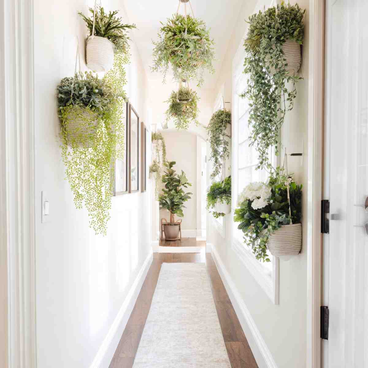 Hanging Plants or Wall Planters